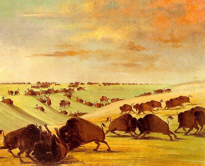 George Catlin Buffalo Bulls Fighting in Running Season-Upper Missouri Spain oil painting art